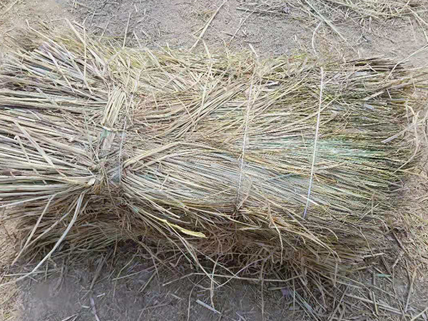 風沙專用草制品